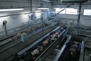 optical sorting 6 original 